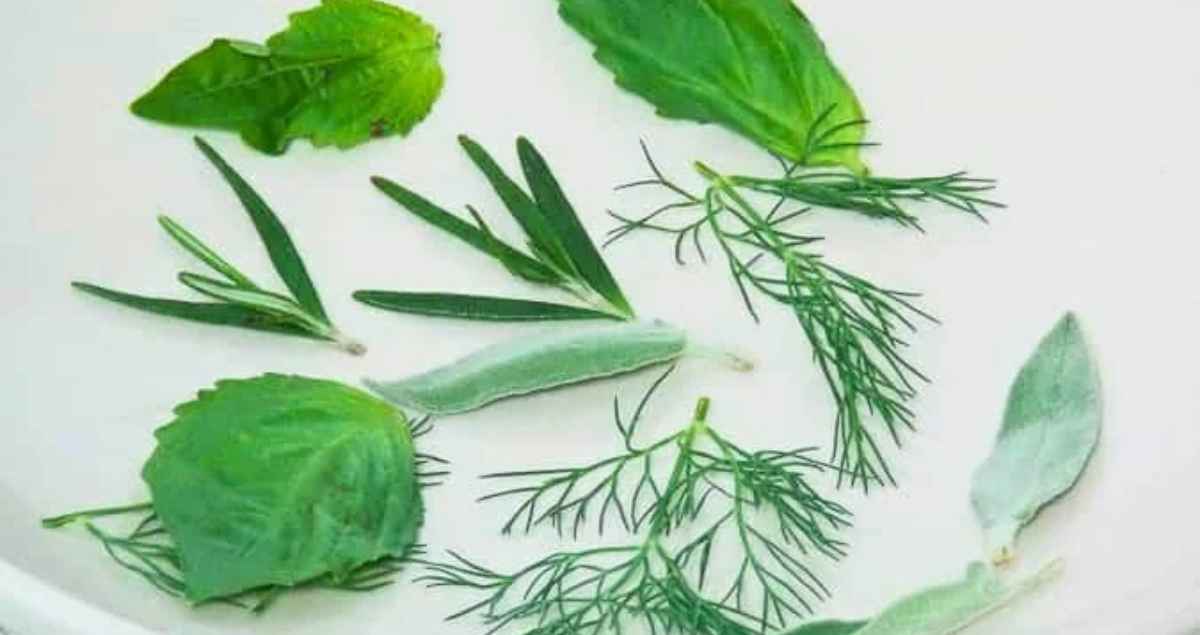 An assortment of fresh herbs on a paper towel.