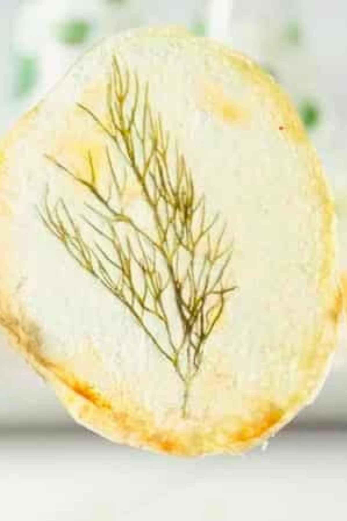 Close up image of a window pane potato chip with fresh dill.