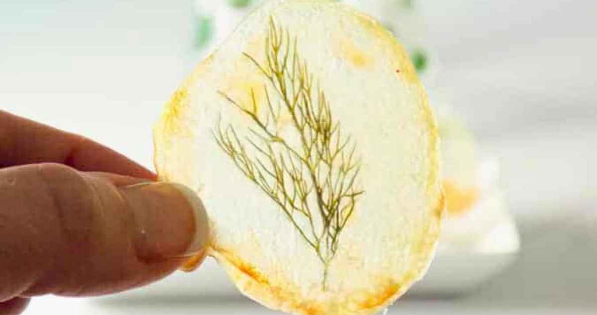 Window Pane Potato Chip in the light so you can see the fresh herb in the center of the chip.