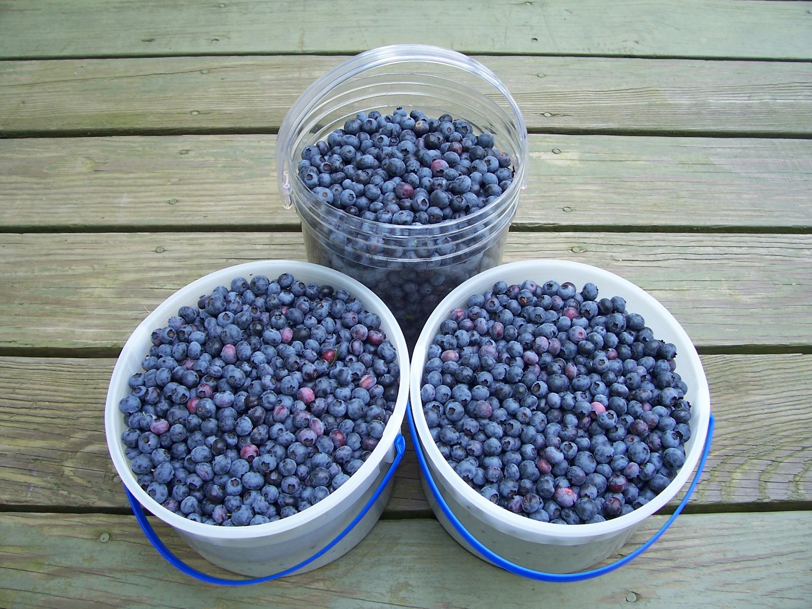 3 buckets full of fresh picked blueberries.