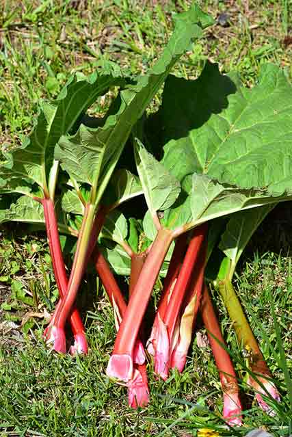 Stalks of rhubarb with leaves on top that have just been harvested.