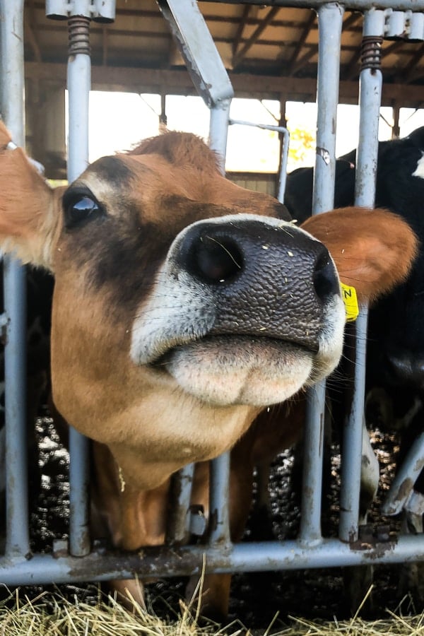 Curious Cow