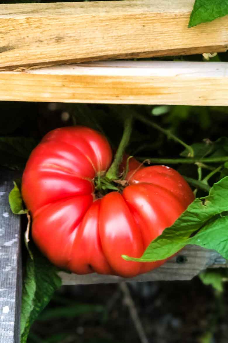 A Heirloom Tomato ripe on the vine