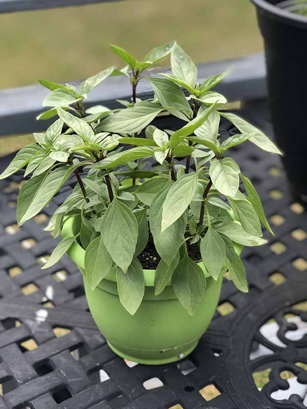Potted Thai basil plant with vibrant green leaves and purple stems, growing in a green container on a black metal outdoor table.