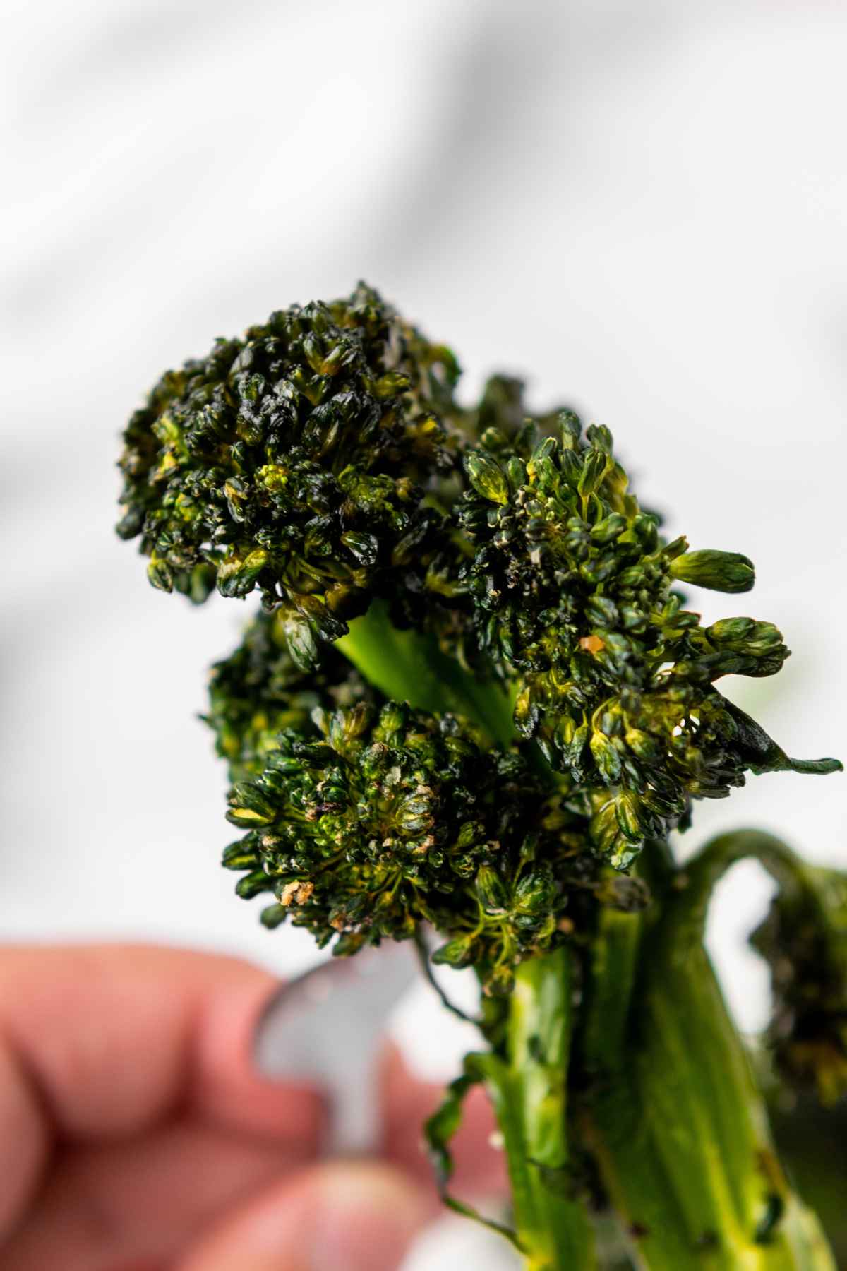 Close up of bite of crispy air fryer broccolini with charred edges.