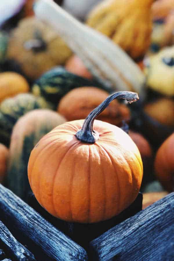 Small orange pumpkin with a curved stem resting in a wooden crate, surrounded by various colorful gourds.