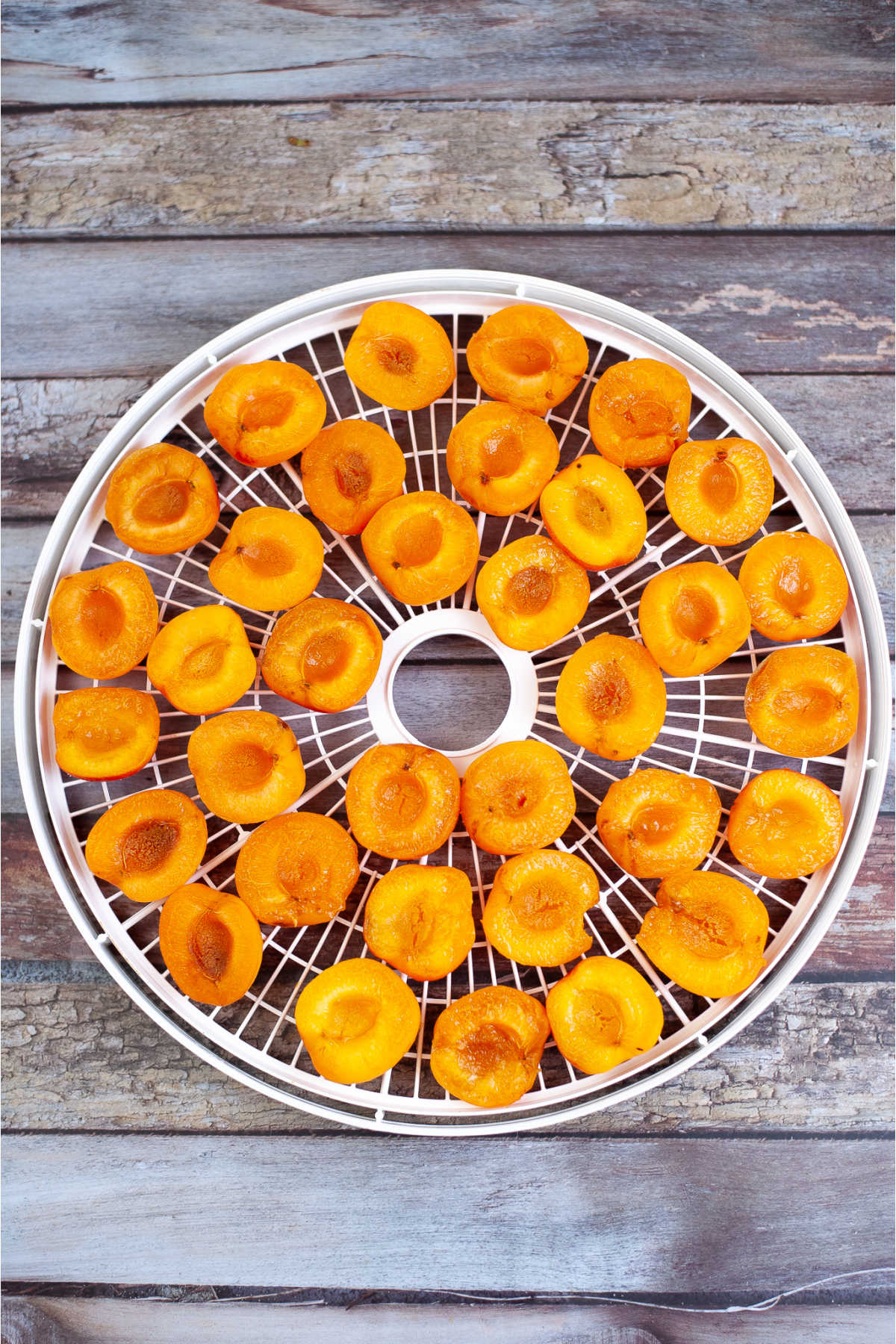 Halved apricots arranged in a single layer on a dehydrator tray, ready for drying.